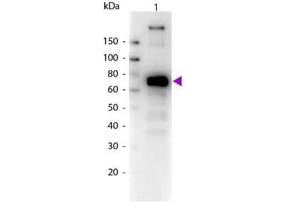 Western Blot: Goat anti-Monkey IgM Heavy Chain Secondary Antibody [Biotin] [NBP1-73556] - Lane 1: Monkey IgM. Lane 2: None. Load: 50 ng per lane. Primary antibody: None. Secondary antibody: Biotin goat secondary antibody at 1:1,000 for 60 min at RT. Block: incubated with blocking buffer for 30 min t RT. Predicted/Observed size: 72 kDa, 72 kDa for Monkey IgM. Other band(s): None.